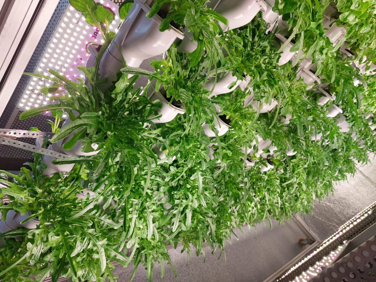 PRODUCTS LIVING WALL GREENPRO AFRICA